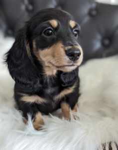 Female Purebred Miniature Dachshund Puppy Ready to Go Now MDBA 