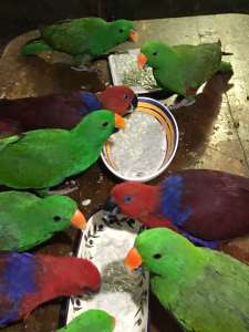Hand raised Eclectus and Sun Conures sweeties