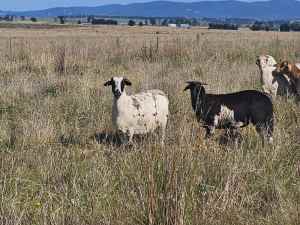 Partbred Damara Ewe and Ewe Lamb - 2 sheep package