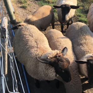 Various Sheep for sale