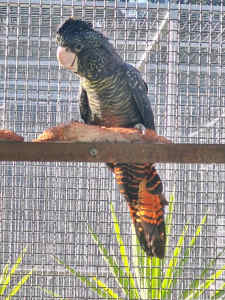 Female Naso Red Tail Black Cockatoo 