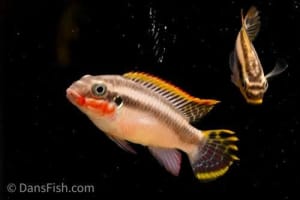 WANTED: Pelvicachromis taeniatus Striped Kribensis