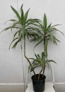 Indoor plant - dracaena reflexa