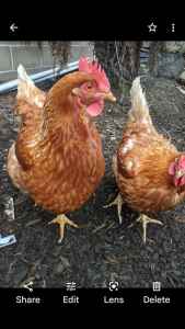 Hens for sale too good homes