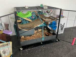3 rats plus 2- level budtrol cage and toys for sale Sunshine Coast