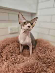 Male Sphynx 2 years old