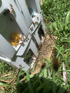 5 Frame Bee Nuc