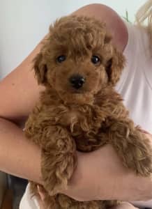 Delightful Toy Cavoodle Puppies.