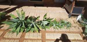 Agave plants 3 large cuttings, 8 or so smaller pups