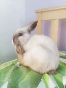 Netherland Dwarf bunny rabbit