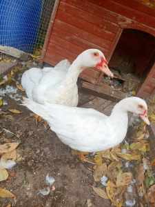 White Muscovy duck female& male still for sale/available please read a