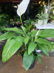 Peace lily / 70cm tall / 25cm pot / Purifying Agent
