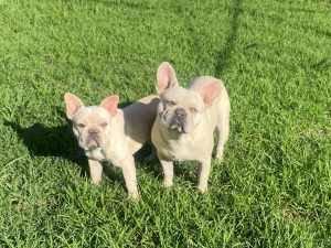 Two French Bulldogs