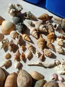 Sea shell collection huge