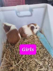 Baby guinea pigs $10.