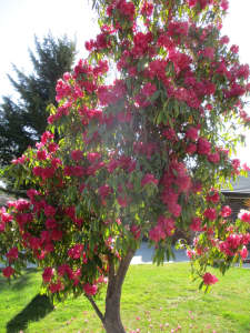 RHODODENDRON TREE 6METRE HIGH APPROX., VERY GOOD CONDITION QUALITY 