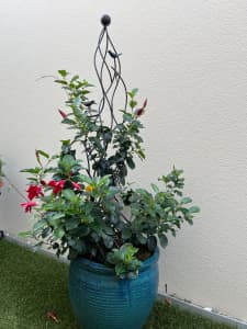 Two Mature Creepers on Metal Trellis in Decorative Glazed Pot