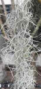 Airplant - grandfathers beard - take as much as you want!
