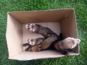 Polecat ferrets for sale