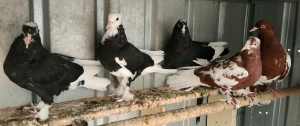 Donek/spinner pigeons (7 + loft)