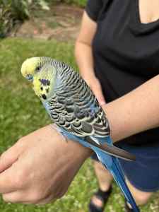 Male hand tame English budgie cage