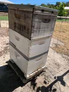 Bee Hive For Sale Triple Box.