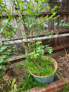 Lime Tree in a large pot. Ready to Plant out