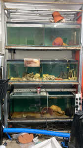 Breeding rack and fish tank