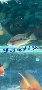 Cheap fish available.