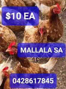 Chickens for sale