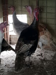 Turkey roosters duck $$$$$
