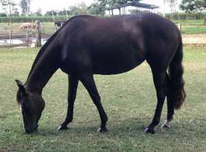 Registered stock horse mare