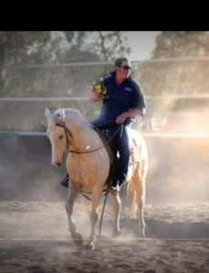 Palomino stock horse mare