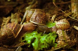 Reptile Food - Live Garden Snails Packs Available 