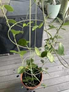 Hoya in terracotta pot growing really well ( white)