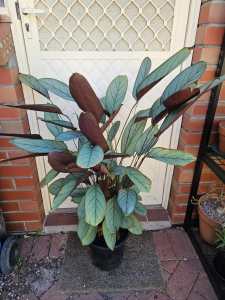 Large Ctenanthe Grey Star plants for sale
