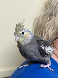 Gumtree cockatiel best sale