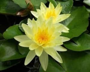 Water Lilies and Other Plants For Fish Pond