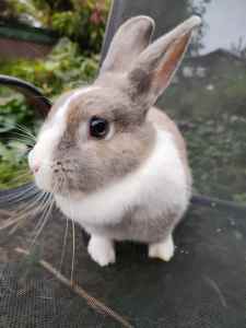 Netherland Dwarf bunny rabbits