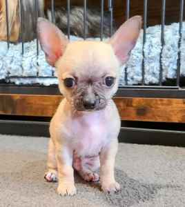 2 Tiny Chihuahua Male Puppies Ready for new homes!