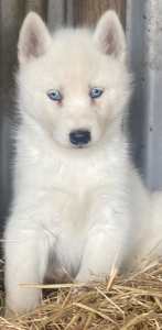 Pure Bred White Siberian Husky Pup