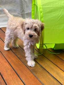 Purebred Cavoodle Puppies