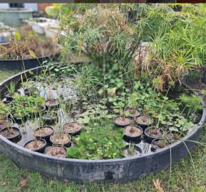 Healthy and Top Quality Pond Plants -All Potted and Ready to Go 