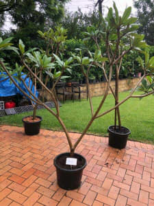 Frangipani in pots Lots to choose from WHOLESALE