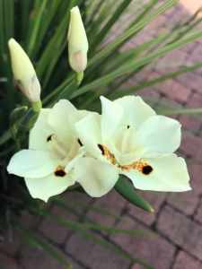 fortnight lily / Dietes bicolor / $5 each pot / no offers