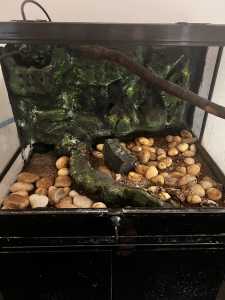 Frog tank with cabinet 