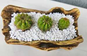 Cacti in Decorative Pot Plus Extra Pot
