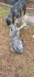 Wolfhound puppies