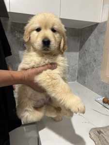 Purebred Golden Retriever male puppy looking for a new home