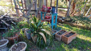 Free garden plant items